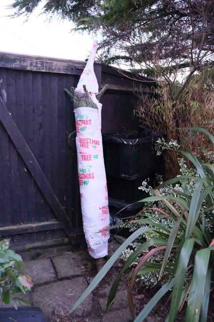 Photo of free 5' Nordmann Fir Real Christmas Tree (Edington BA13) #1