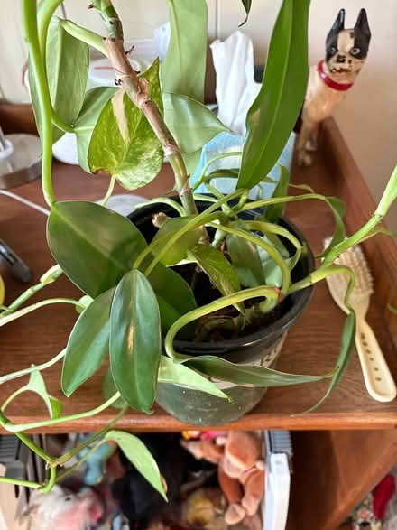 Photo of free Plants (Drexel Hill) #1