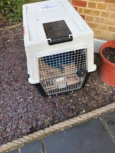 Photo of free Dog Crate (Twickenham TW1) #2