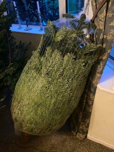 Photo of free Small real Christmas tree (Northway OX3) #1