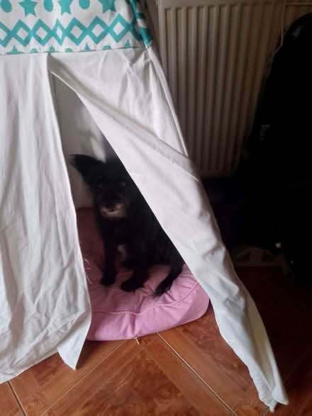 Photo of free Teepee/Wigwam (Mousehold NR3) #1