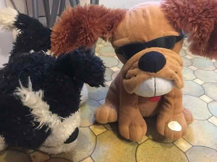 Photo of free 2 Furry Dogs - One Singing (Lexden CO3) #1