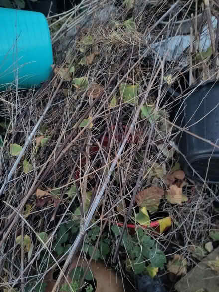 Photo of free Cut Bamboo canes (Seaside BN22) #2