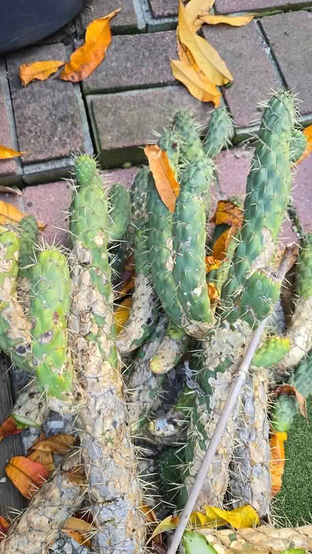 Photo of free Cholla Cactus Cuttings (los gatos and san jose) #1