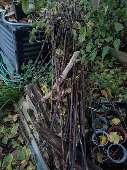 Photo of free Cut Bamboo canes (Seaside BN22) #1