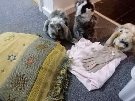 Photo of free Toys and random stuff (Pollokshaws G43) #3