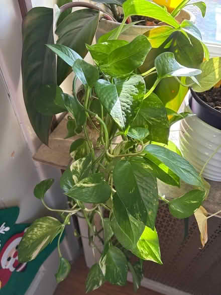 Photo of free Plants (Drexel Hill) #2