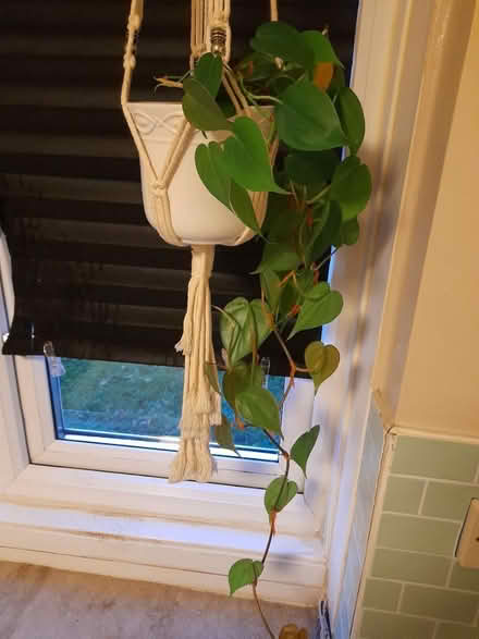 Photo of free Plants (Larkhall, Bath BA1) #1