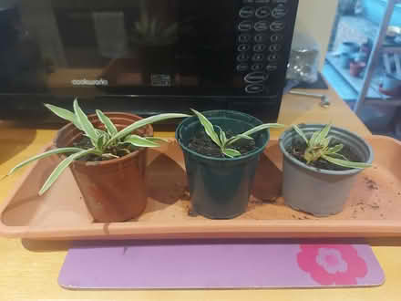 Photo of free Spiderplant babies (cuttings) (Seven Sisters N15) #1