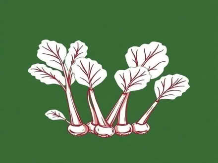 Photo of free Rhubarb Plants (BA12) #1