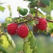 Photo of free raspberry canes (Willingdon BN20) #1