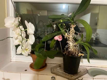 Photo of free Two orchids (Seaton) #1