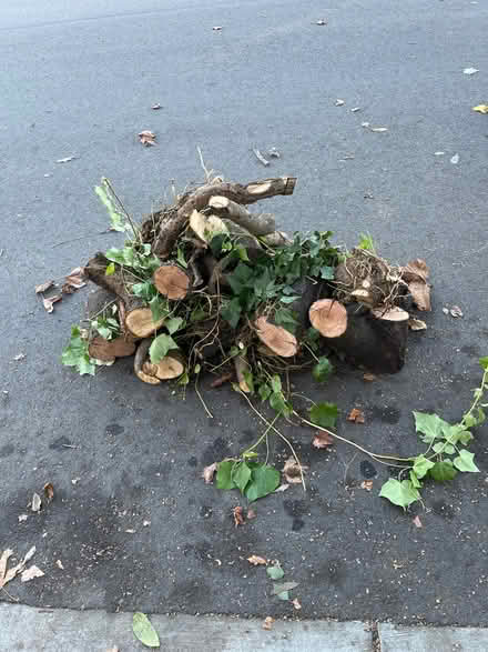 Photo of free Curb Alert 18” cut plum tree & ivy (North Willow Glen , San Jose) #1