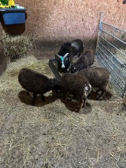 Photo of hay racks for goats/rare sheep with horns (Westown PH2) #3