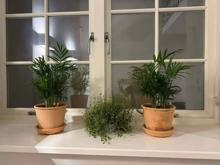 Photo of free Beautiful Plants bundle (Hampstead Garden Suburb NW11) #1