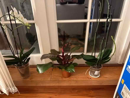Photo of free Beautiful Plants bundle (Hampstead Garden Suburb NW11) #2