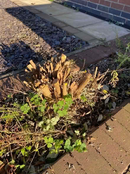 Photo of free buddleia rootstock (Newbold Verdon LE9) #1