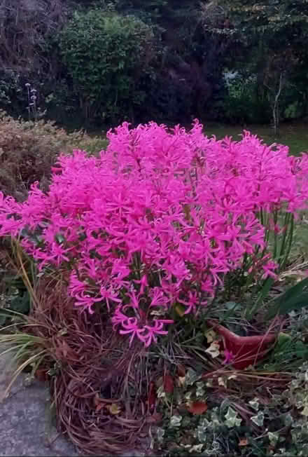 Photo of Garden plants/plant cuttings/pots (Newry BT35) #2