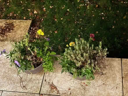 Photo of free Beautiful Plants bundle (Hampstead Garden Suburb NW11) #4