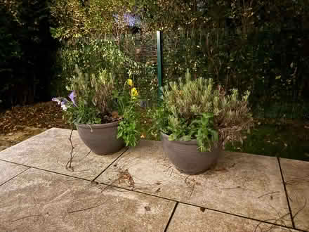 Photo of free Beautiful Plants bundle (Hampstead Garden Suburb NW11) #3