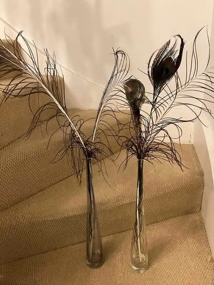 Photo of free Peacock feathers in glass vases (Kempston) #1