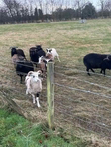 Photo of hay racks for goats/rare sheep with horns (Westown PH2) #2