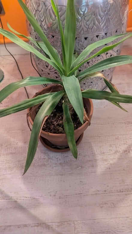 Photo of free House Plants (RG24 Old Basing) #2