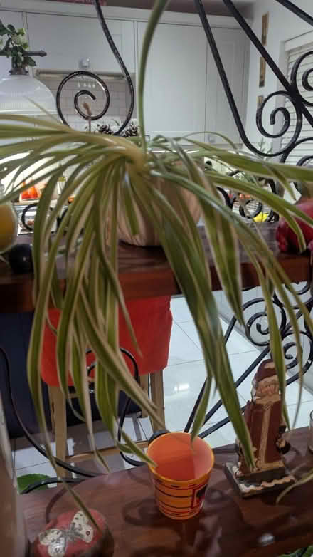 Photo of free House Plants (RG24 Old Basing) #1