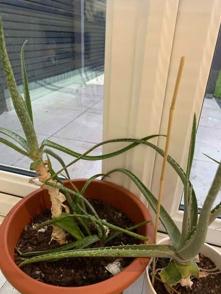Photo of free Aloe Vera plant (SS15 5NW) #1
