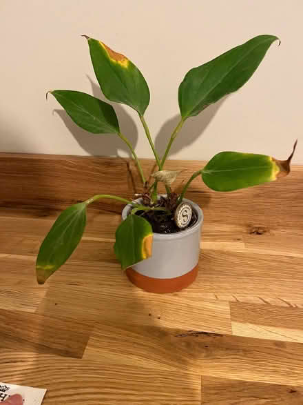 Photo of free Small houseplant in pot (Great Moor SK3) #1