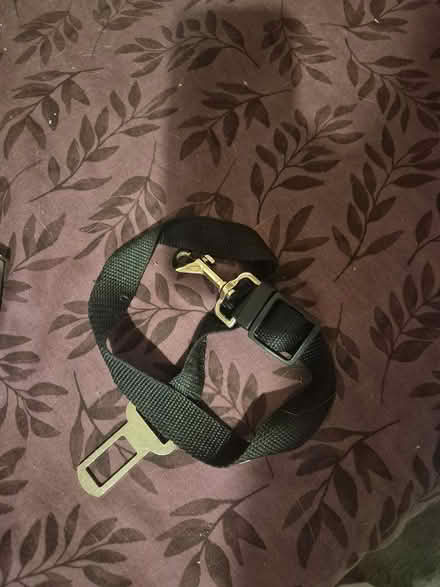 Photo of free Car clip for dogs (Paddock Wood, village) #1