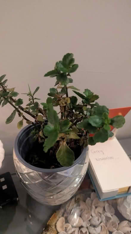 Photo of free House Plants (RG24 Old Basing) #3
