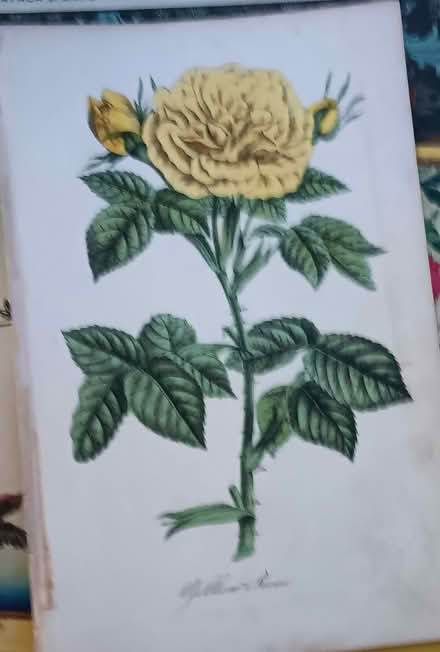 Photo of free flower print 1850's (melrose) #1