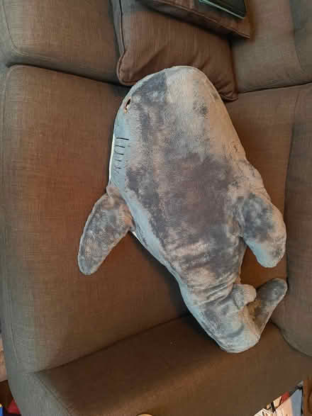 Photo of free Large shark teddy (Thringstone LE67) #1