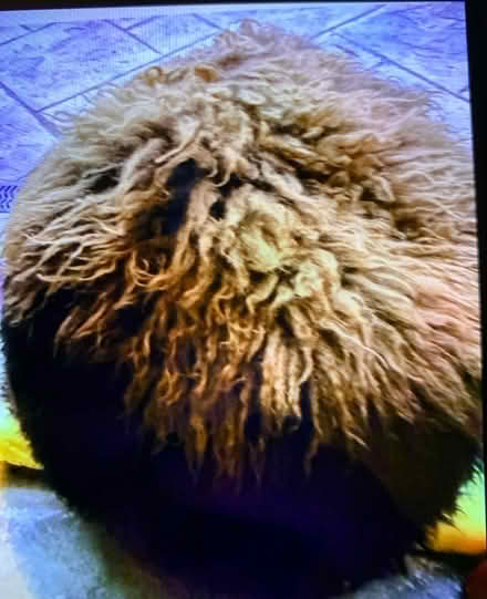 Photo of free Genuine Mongolian fur poffee (Leasowe CH45) #2