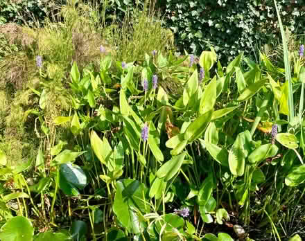 Photo of free Pickerel Lillies (Bexhill TN39) #1