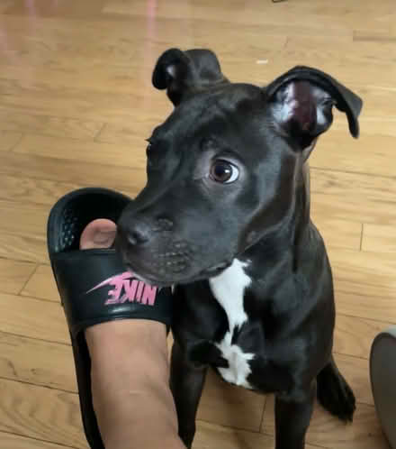 Photo of Dog Leash (NW Suburbs) #1