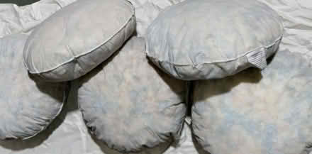 Photo of free 50 bean buns filled with crumb foam (Baldock SG7) #1