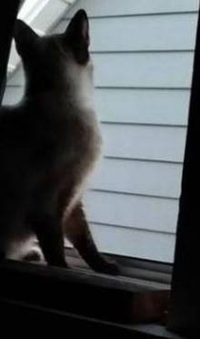 Photo of Cat Food Sorely (North Lakewood 98499) #1