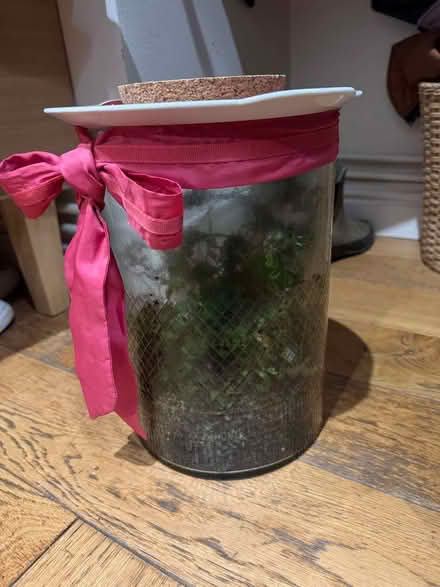 Photo of free Terrarium in glass container (New Marston OX3) #1