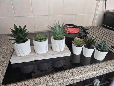 Photo of free Fake plants (Ashington (NE63)) #1