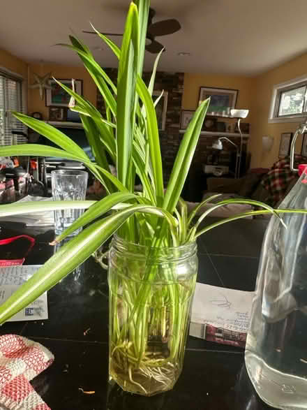 Photo of free Spider babies (NE Seattle) #2