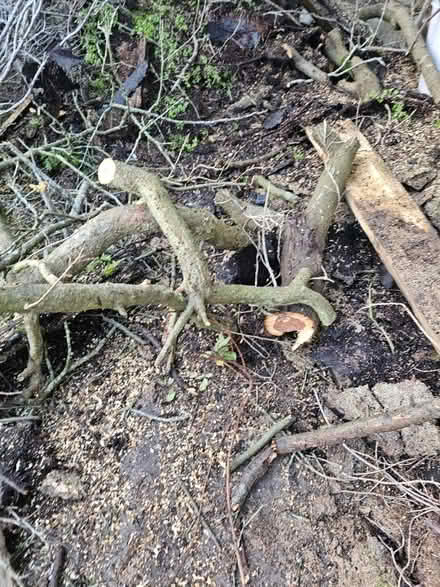 Photo of free Wood (Headington OX3) #2