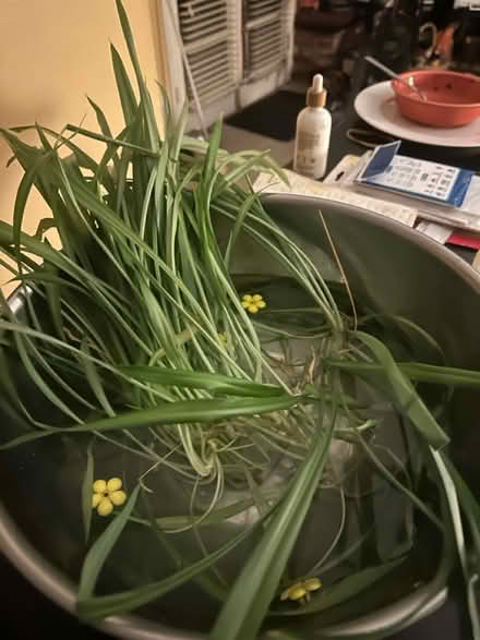 Photo of free Spider babies (NE Seattle) #1