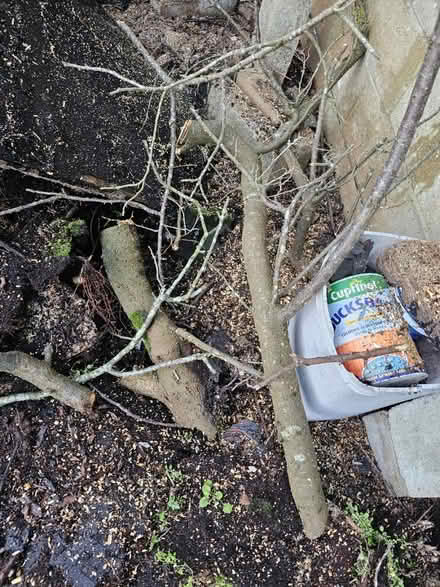 Photo of free Wood (Headington OX3) #4