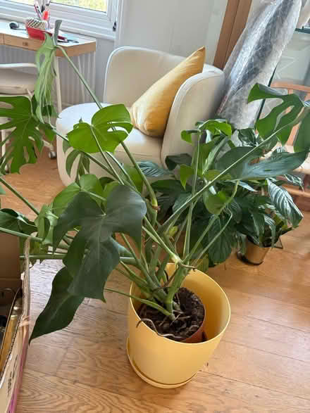 Photo of free Plant with vase (Notting Hill W9) #1