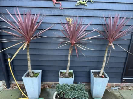 Photo of free Pots plants and trailing tower (Yapton BN18) #4