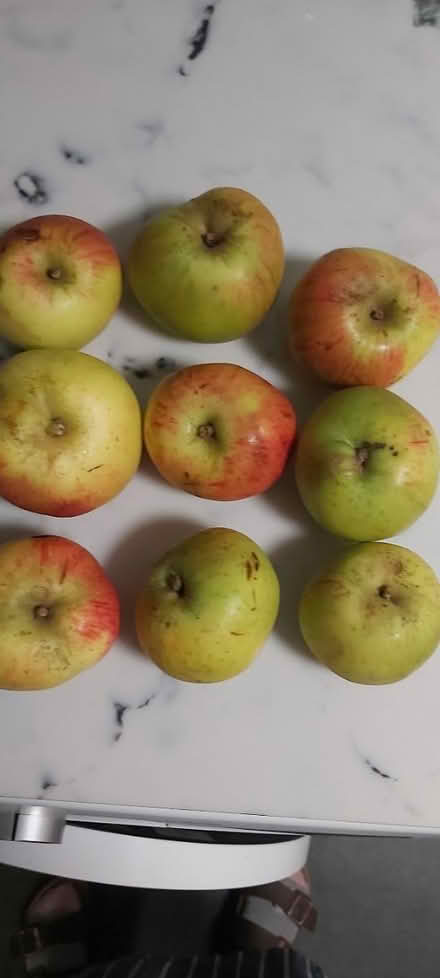 Photo of free Bramley apples (Woolton L25) #1