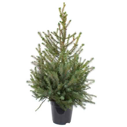 Photo of Small/medium potted Christmas tree (after Christmas fine) (Stockwell SW9) #1