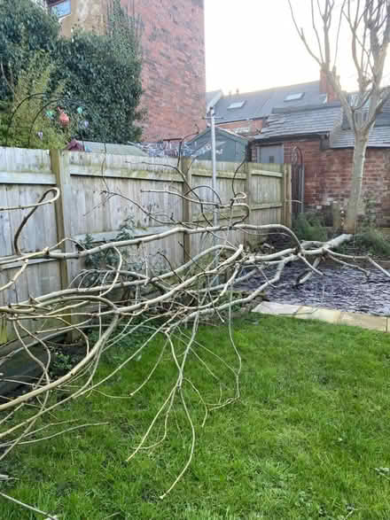 Photo of free Fire wood 🪵 (Heeley, S2) #4